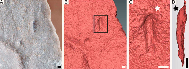 ikaria wariootia 3d scans