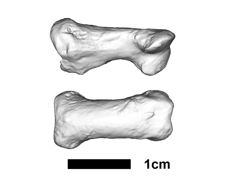 cultural heritage paoio phalanx dual view case study image