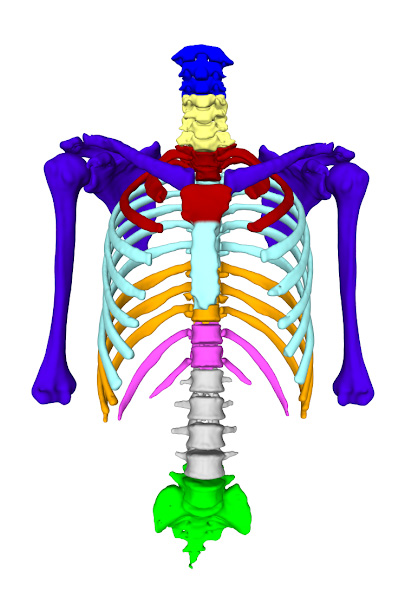 cultural heritage 3d scanning human skeleton sample meles